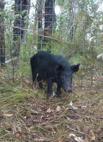 Picture of feral pig in trap