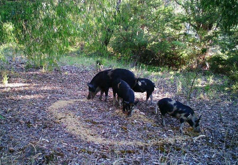Picture of feral pig